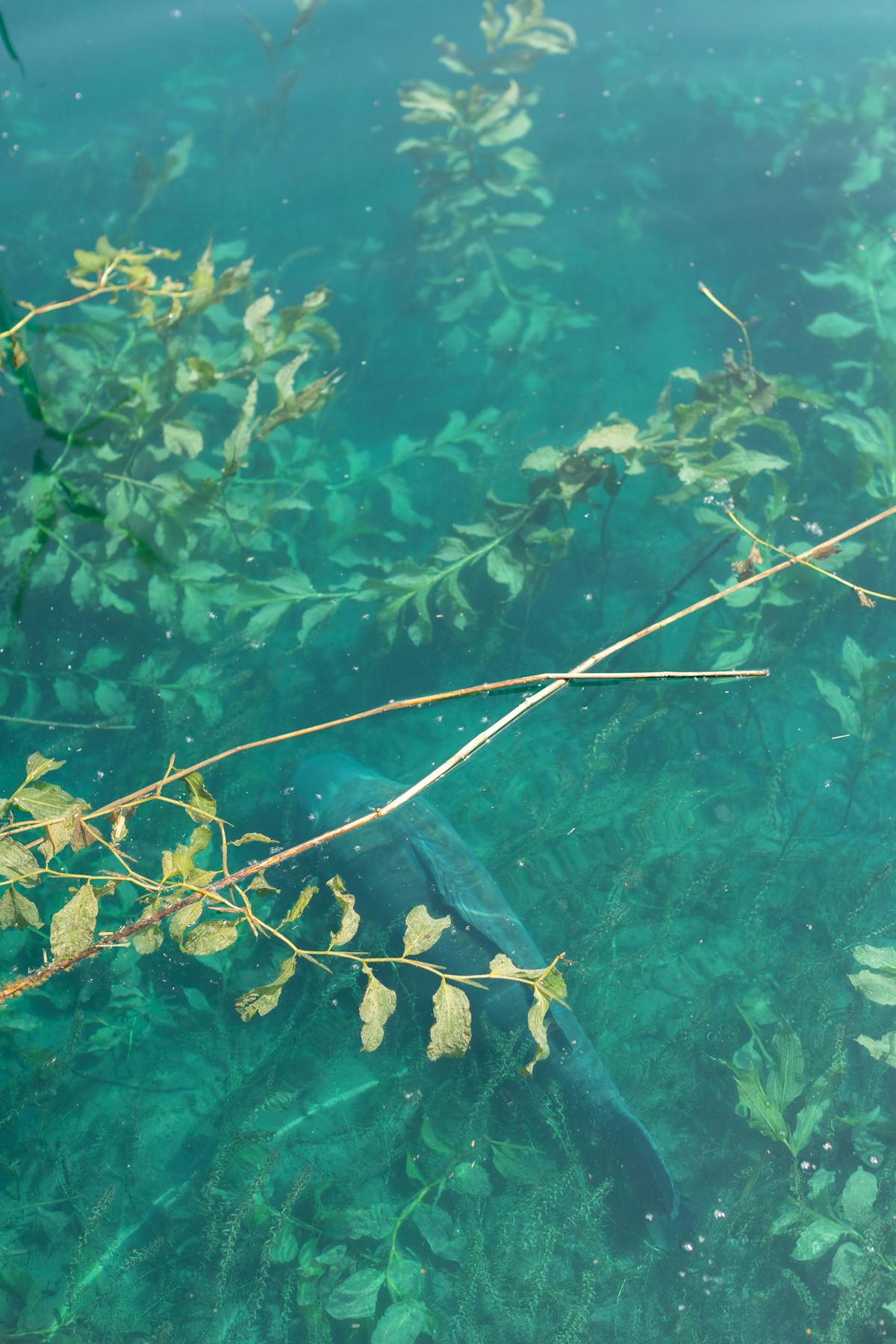 On hot days carp like to spend time on the surface and amongst weed beds, how catchable they are often depends on angling pressure