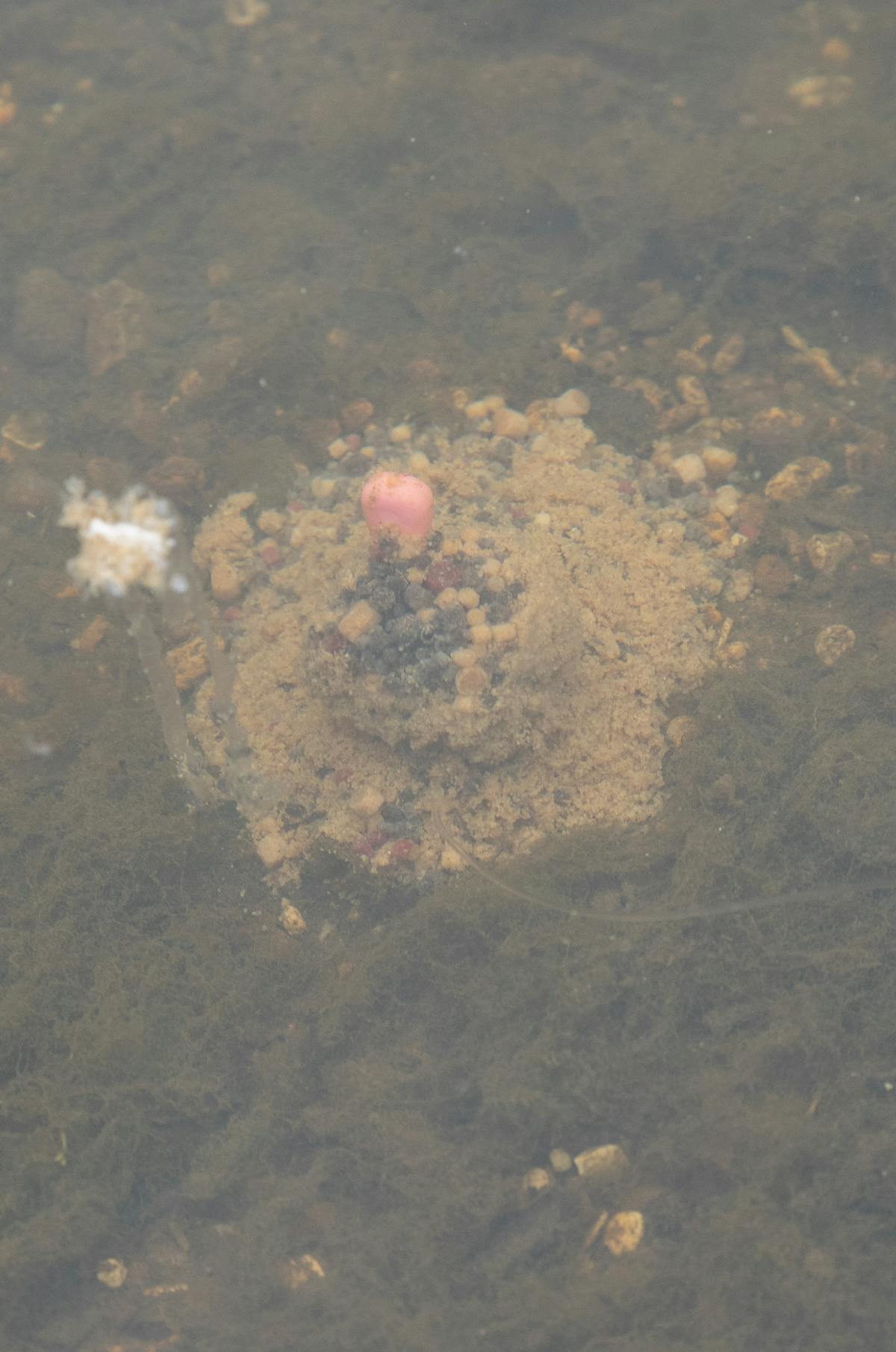 Korda Solidz PVA bags are a great summer tactic