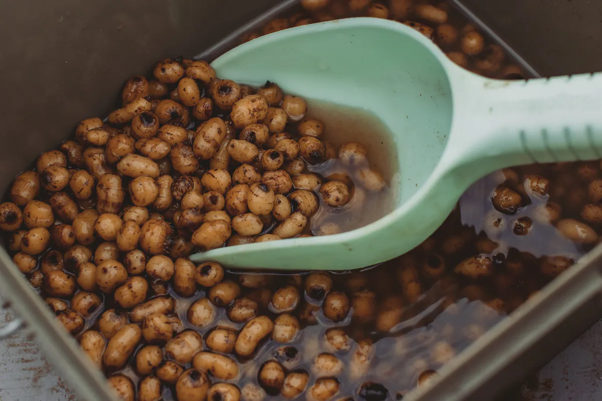 Carp love tiger nuts, and they also make a great choice of hookbait
