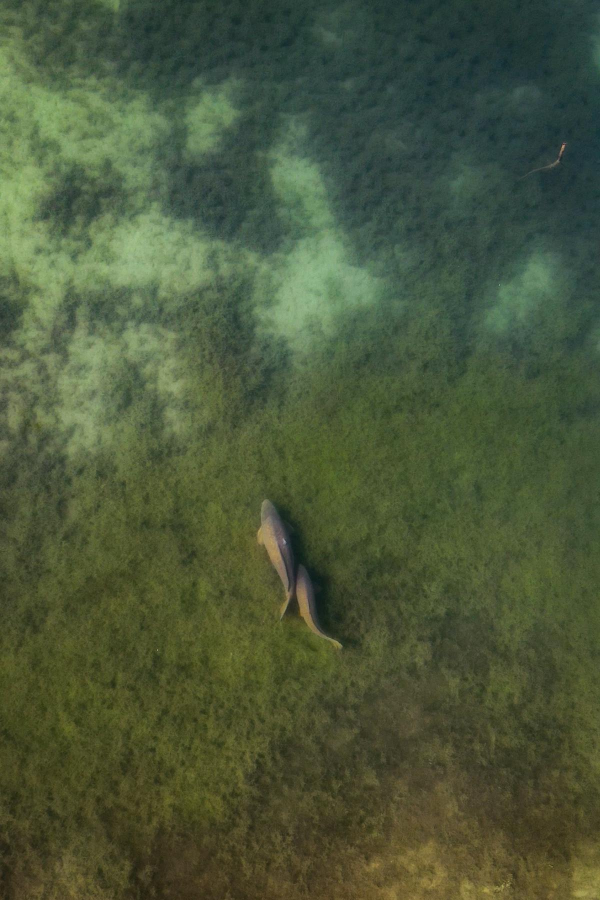 On cleaner spots, bottom bait boilies and the type of rigs for fishing with those, can be very effective