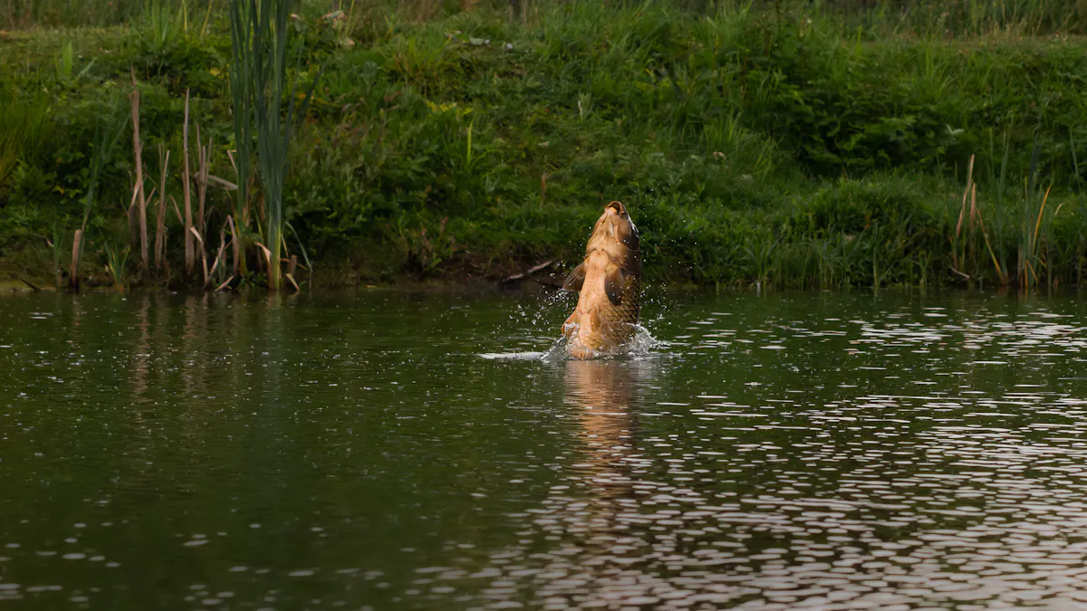 The best way to learn about carp fishing is to actually go and catch some