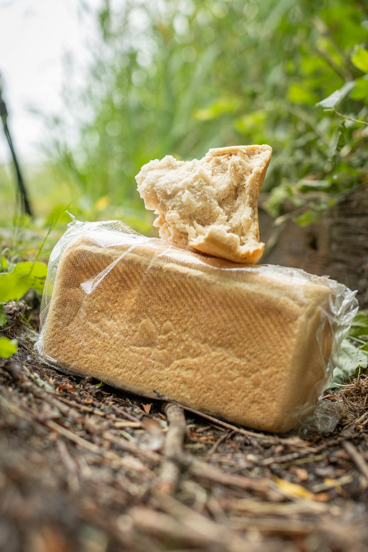 Bread has been used to catch carp for decades, and is still just as good today