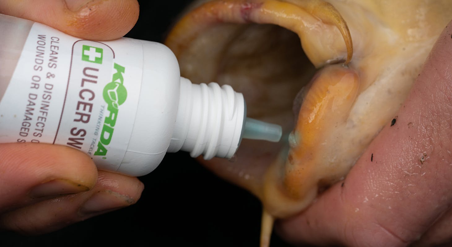 Korda Ulcer Swab to clean open wounds or treat lifted scales