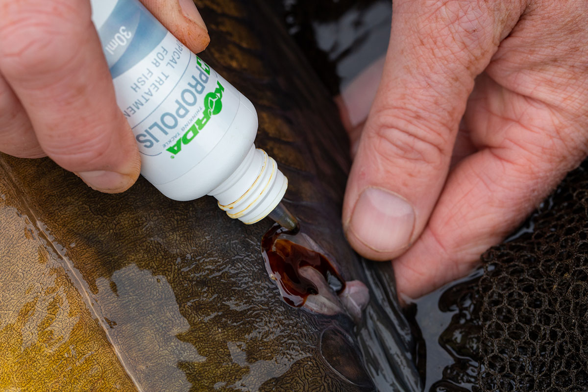 Korda Propolis is great for the well being of carp and can be used for all sorts of things, including damaged fins