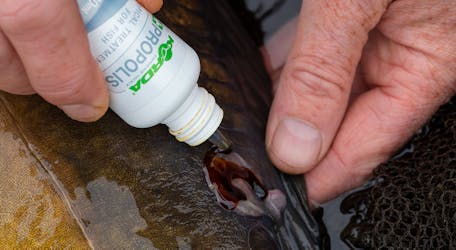 Korda Propolis is great for the well being of carp and can be used for all sorts of things, including damaged fins