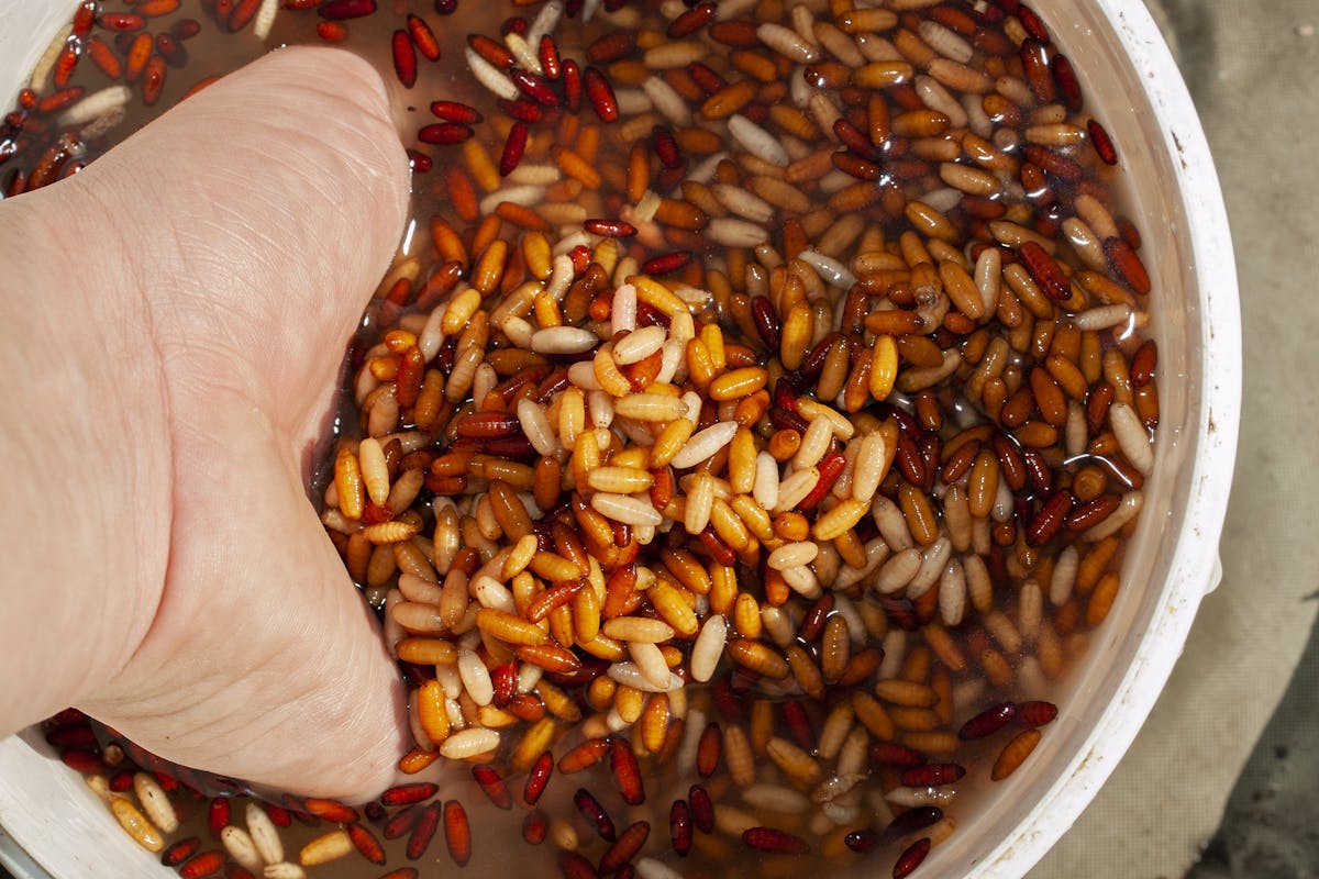 If you leave casters exposed to the air they will quickly darken and start to float