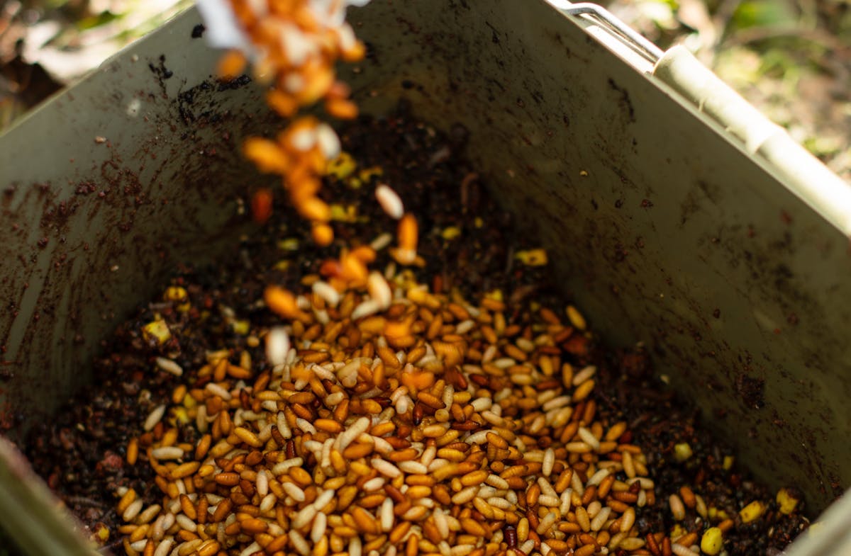 Casters are a popular choice, along with maggots and chopped worm