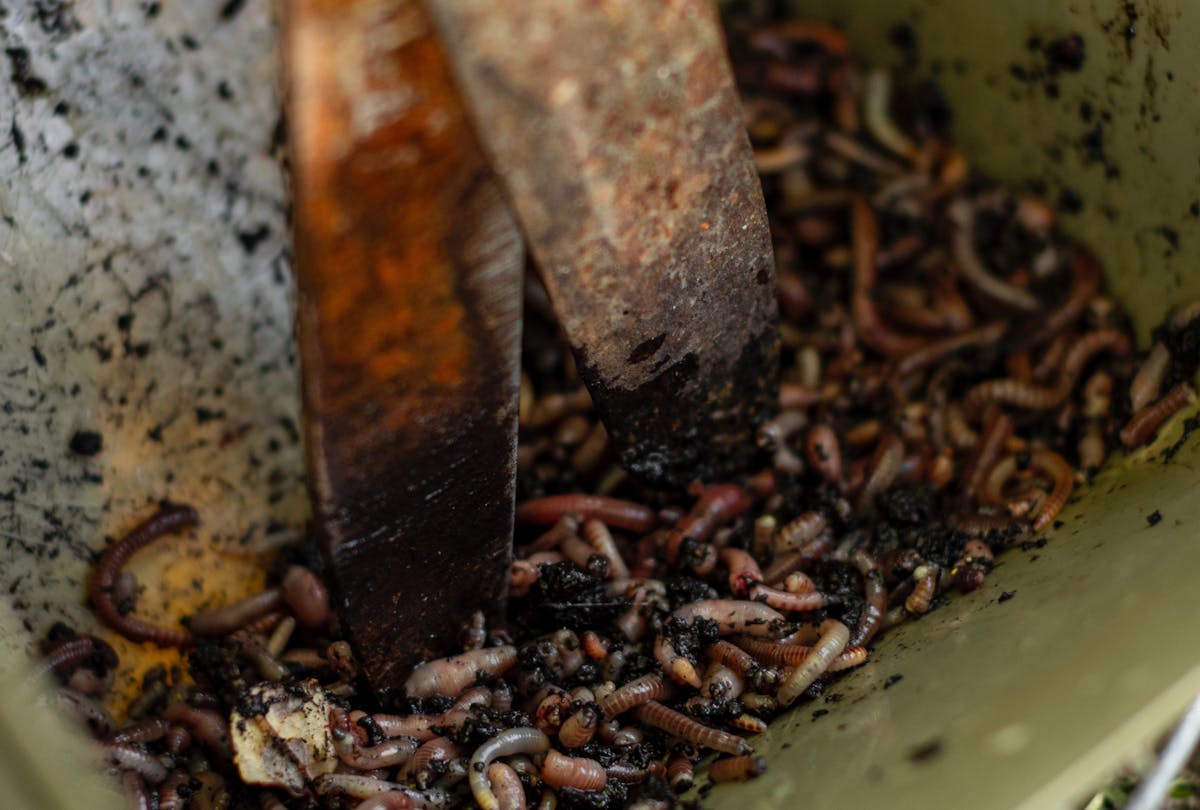 Worms need to be freshly chopped or you will waste them, and could even end up repelling fish instead of attracting them