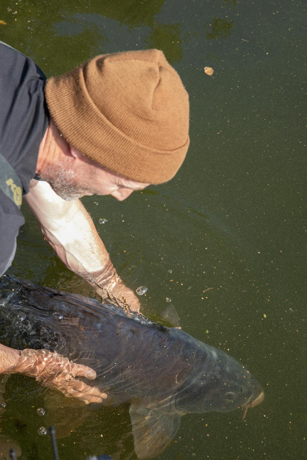 Hold the fish upright in the margins until it is ready to swim off