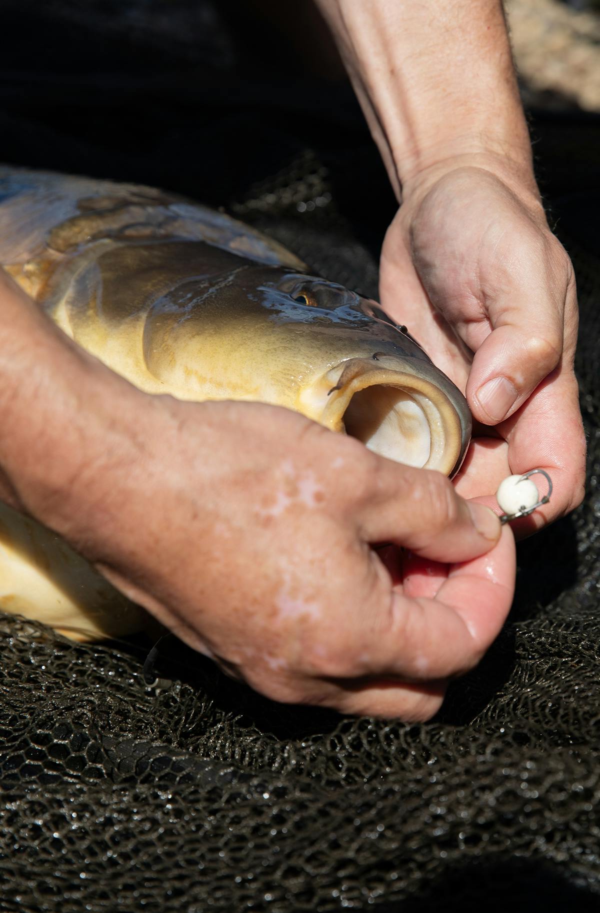 Once you've removed the hook, treating hook holds is essential to prevent bacteria getting in - Propolis is a natural product from bees which has antimicrobial properties and creates a waterproof seal