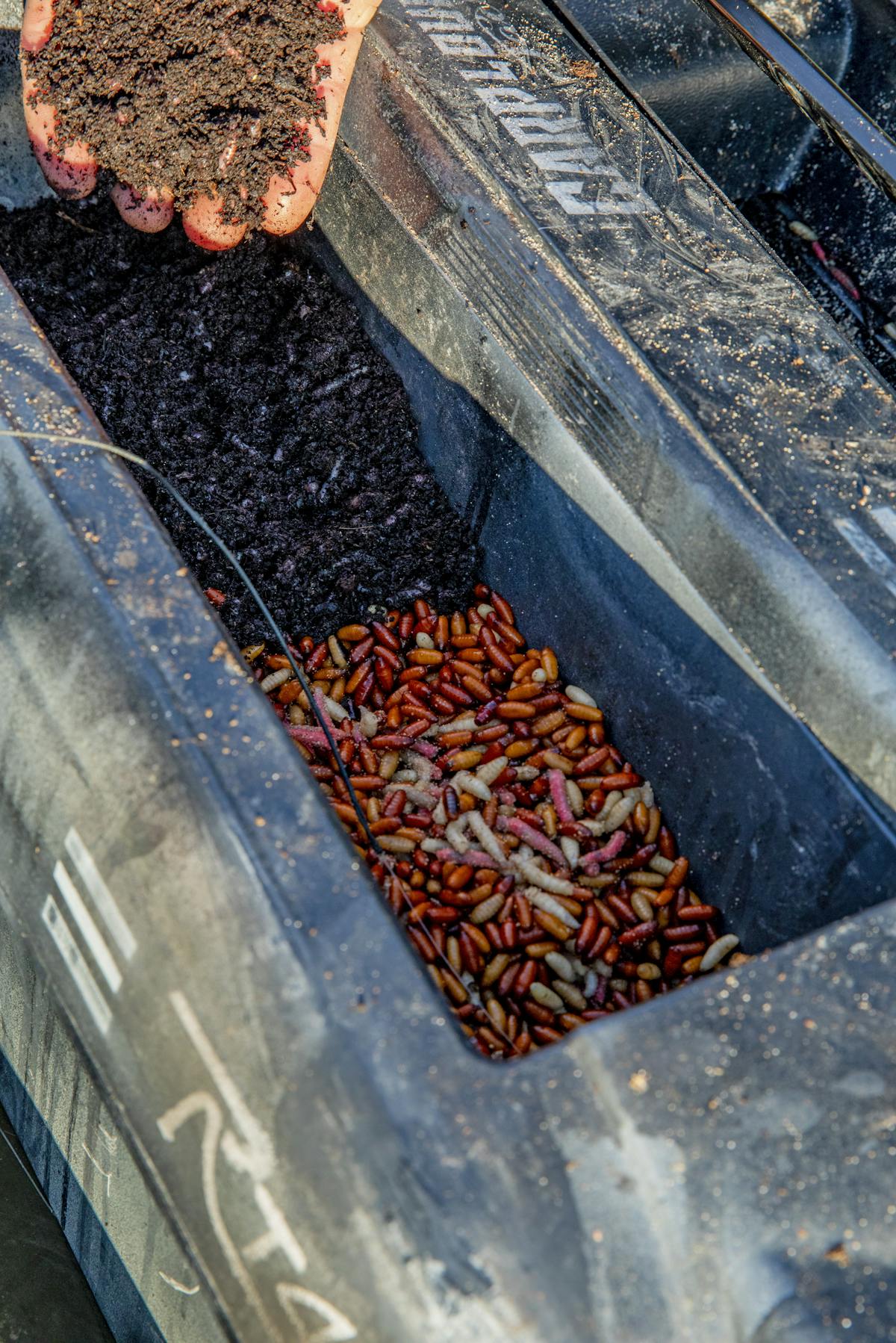 Large amounts of natural baits, and especially maggots, can be detrimental to the water quality of a lake