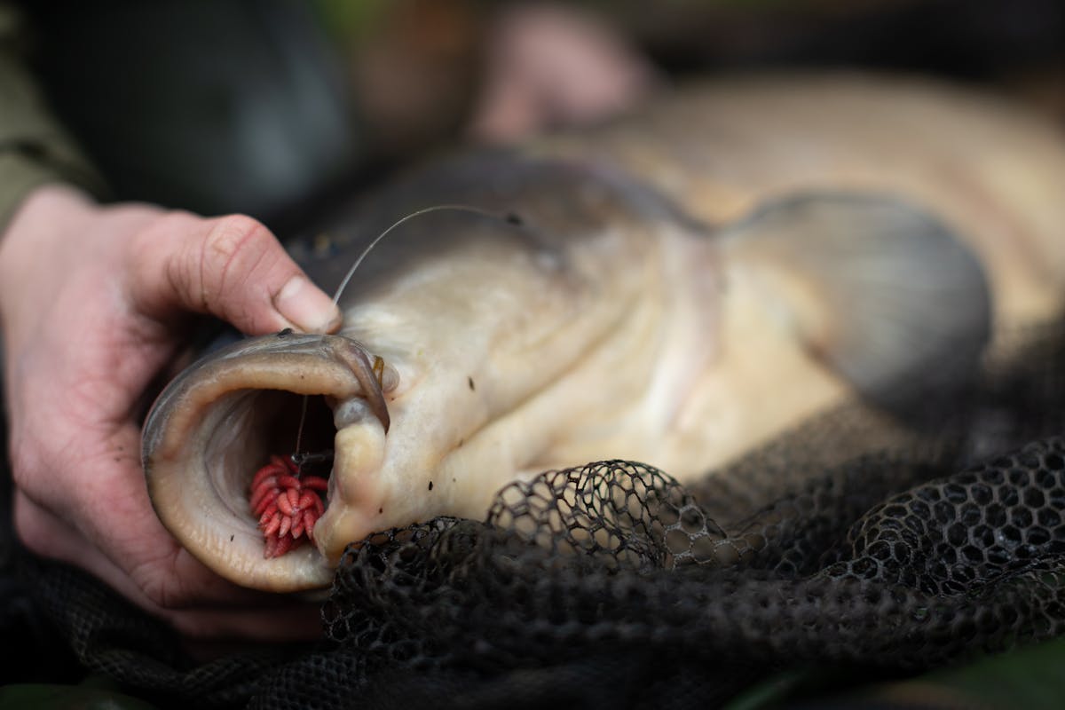 A big bunch of wriggling maggots can prove irresistible to carp, especially during the colder months