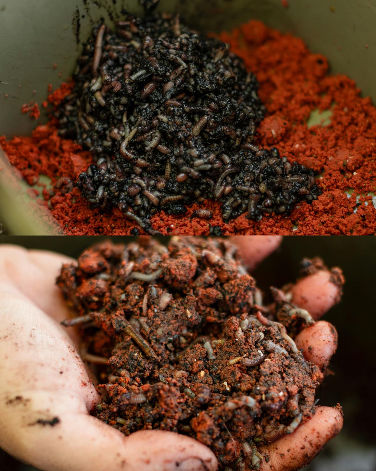 Mixing natural baits, with particles, pellets or boilie crumb top form a spod mix helps add weight when baiting at longer range