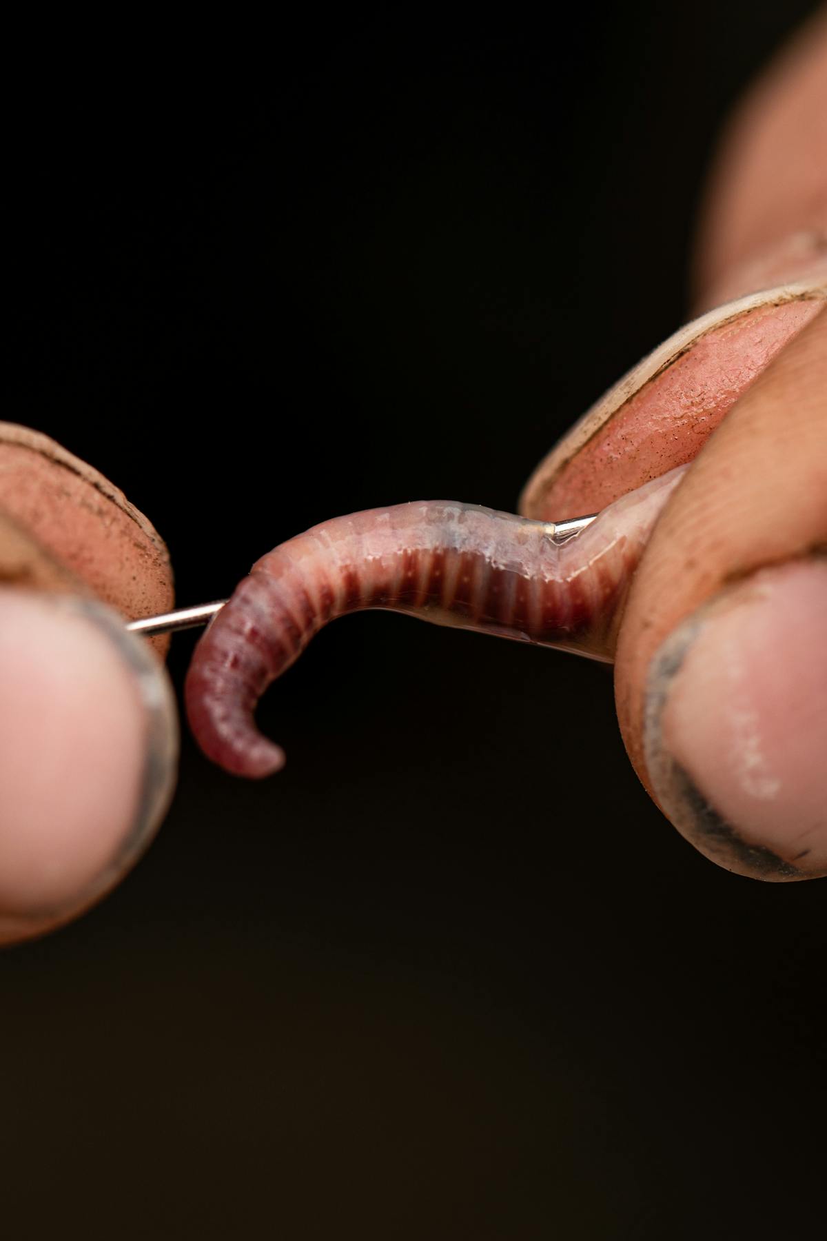 Adding a worm to the top of your zig foam can induce a bite when fishing in the upper layers