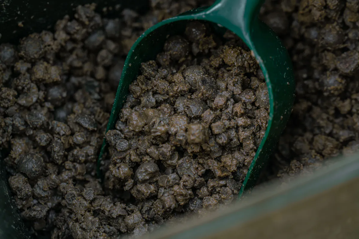 Pellets are a great option as they are what carp are reared on
