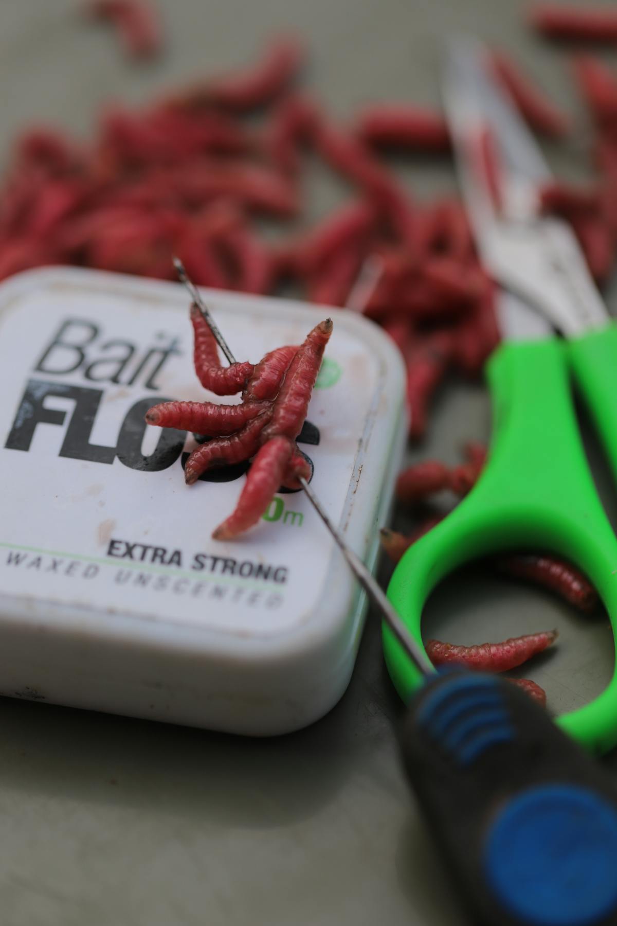 Maggots can be threaded onto light line or bait floss using a fine baiting needle