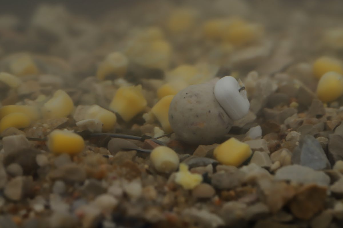 On a hard bottom, a bait that is touching the lakebed and not wobbling around too much can be more effective at fooling wary carp