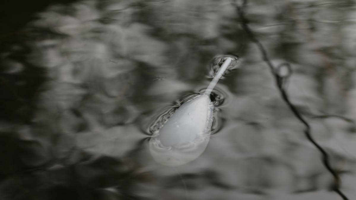 The Korda Interceptor float is super buoyant and perfect for any surface fishing situation
