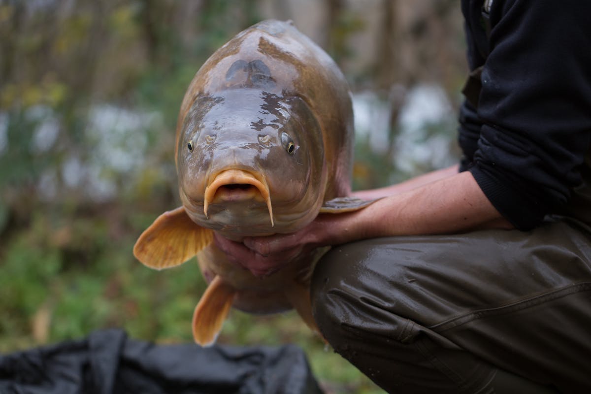 People tend to photograph fish square on, but taking pictures of the same subject from totally different angles can get the viewers attention
