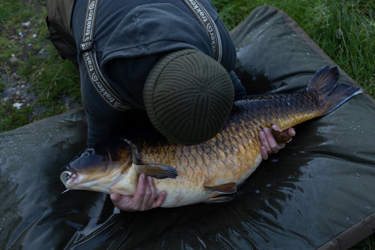 The Korda Compac Hybrid Mat is the perfect choice to keep prestigious carp safe whilst photographing them