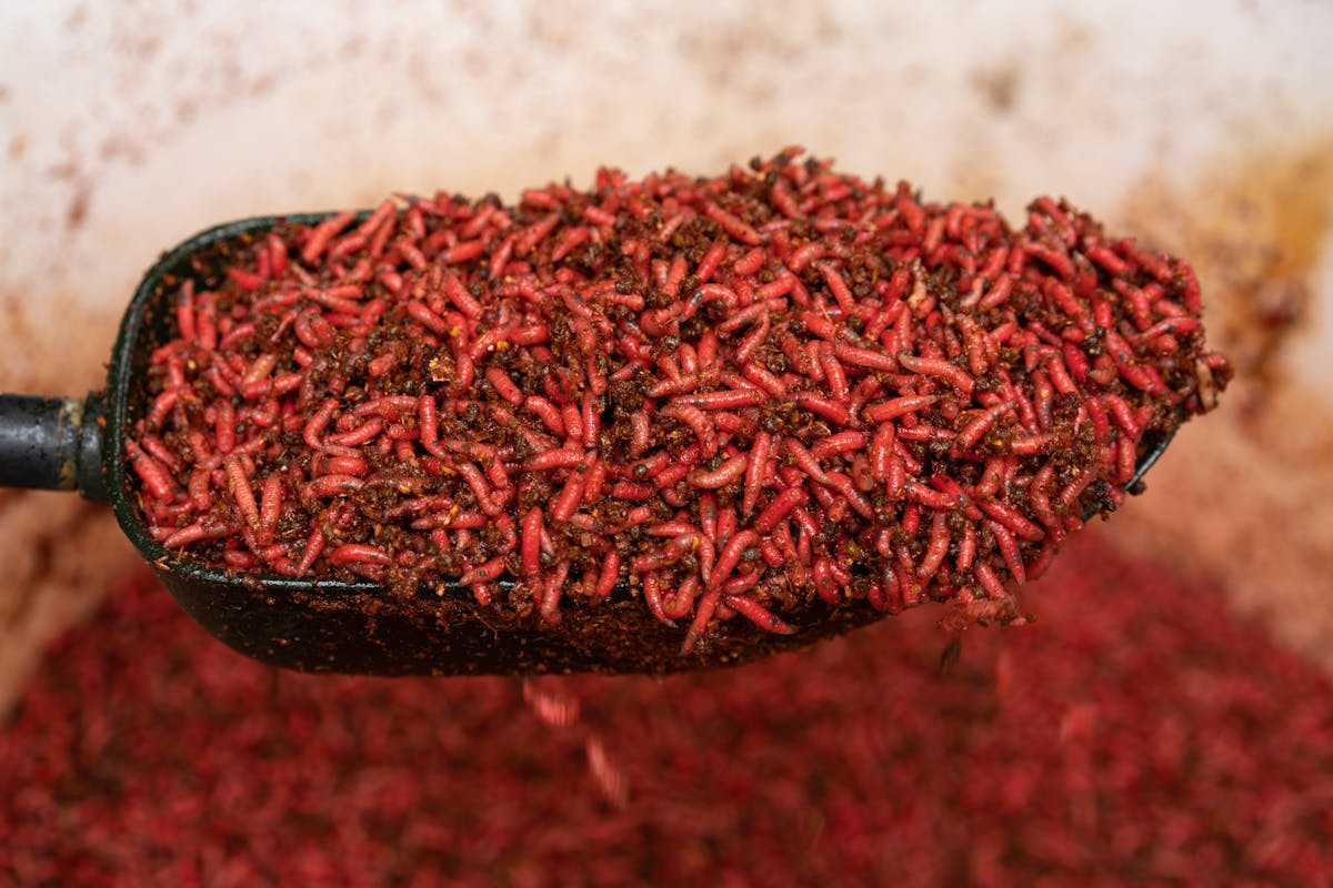 Red maggots are a favourite of carp anglers, either alive or dead