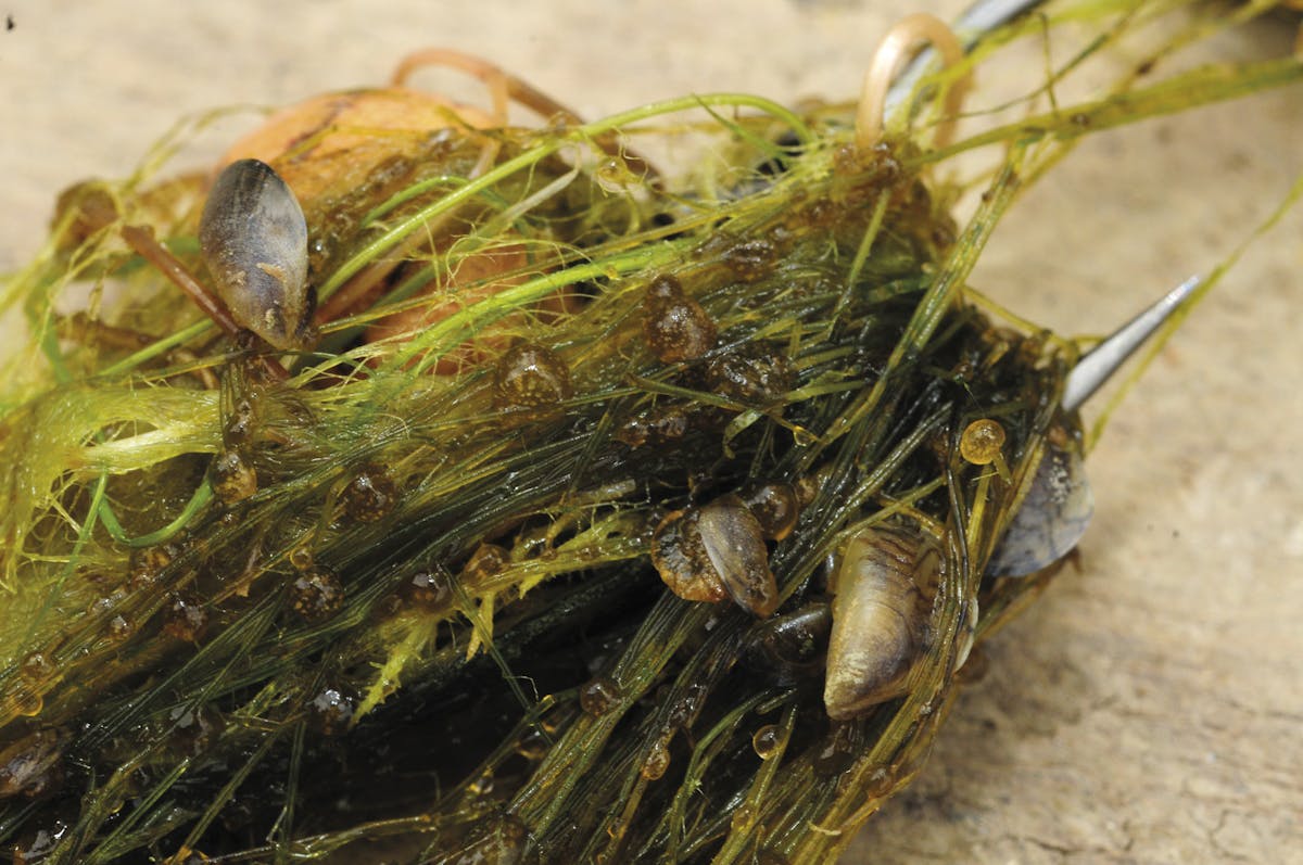 Weedy areas are often full of food so it is no wonder that they attract carp