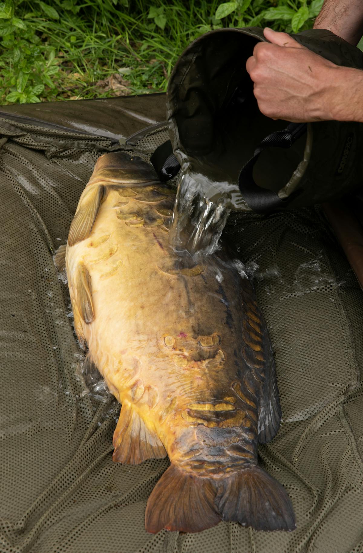 Keep a bucket of water handy so you can make sure the carp stays wet