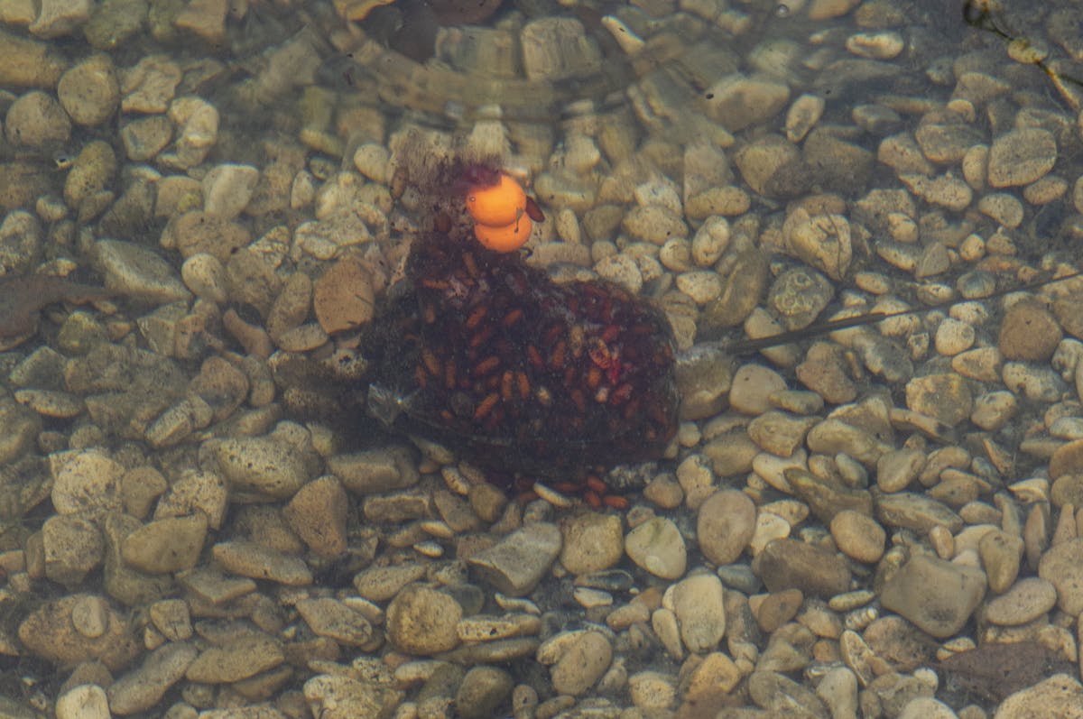 A solid PVA bag can be used punch a bait through heavy weed to get to clear areas underneath it