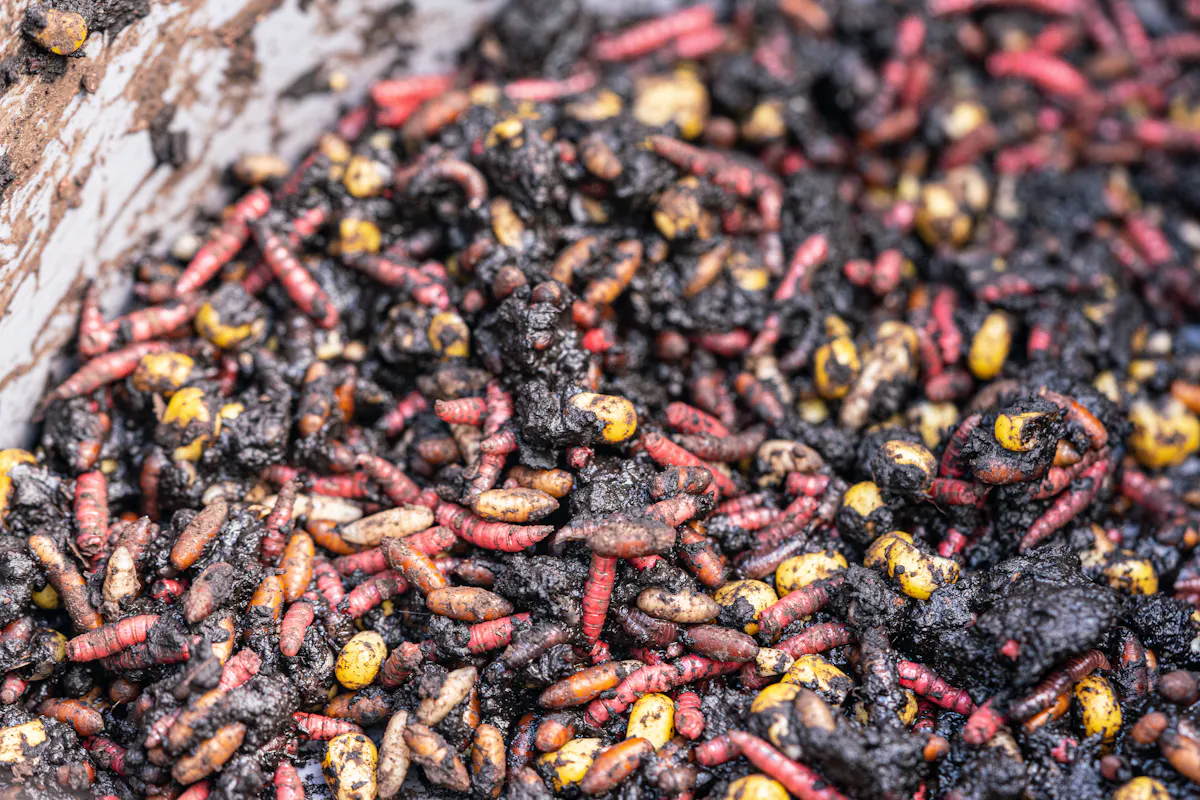 Natural baits like maggots and chopped worm can be deadly at certain times of the year