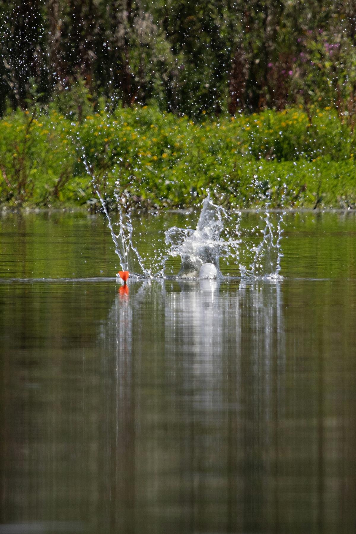 On some lakes every time you cast out another one, fish will come to the sound!