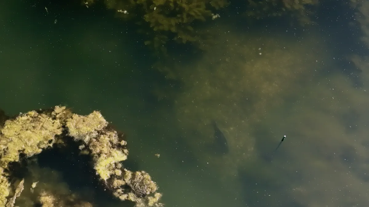 Obvious clear gravel areas definitely aren't the best spots for catching carp from