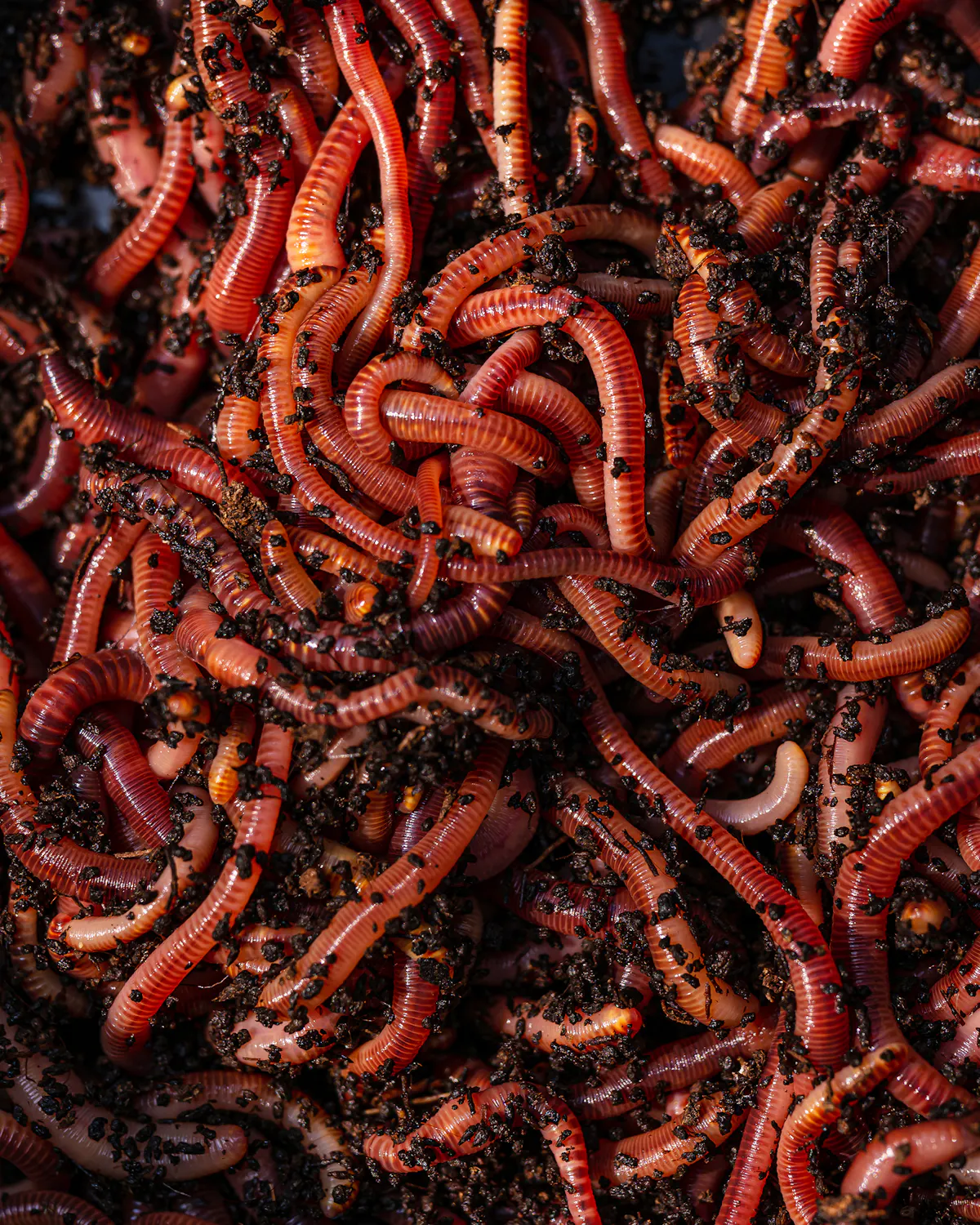 Worms can either be used as part of a bait mix or to give your hookbait movement and visual attraction