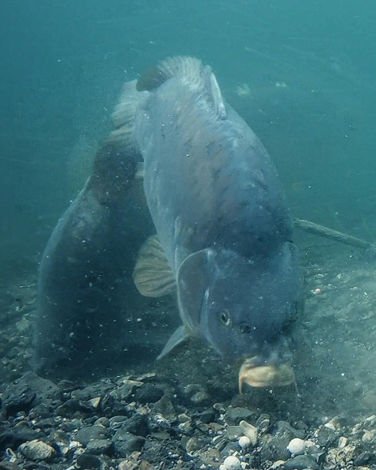 Over a clean lakebed, boilies fished on the bottom can be a great carp bait choice