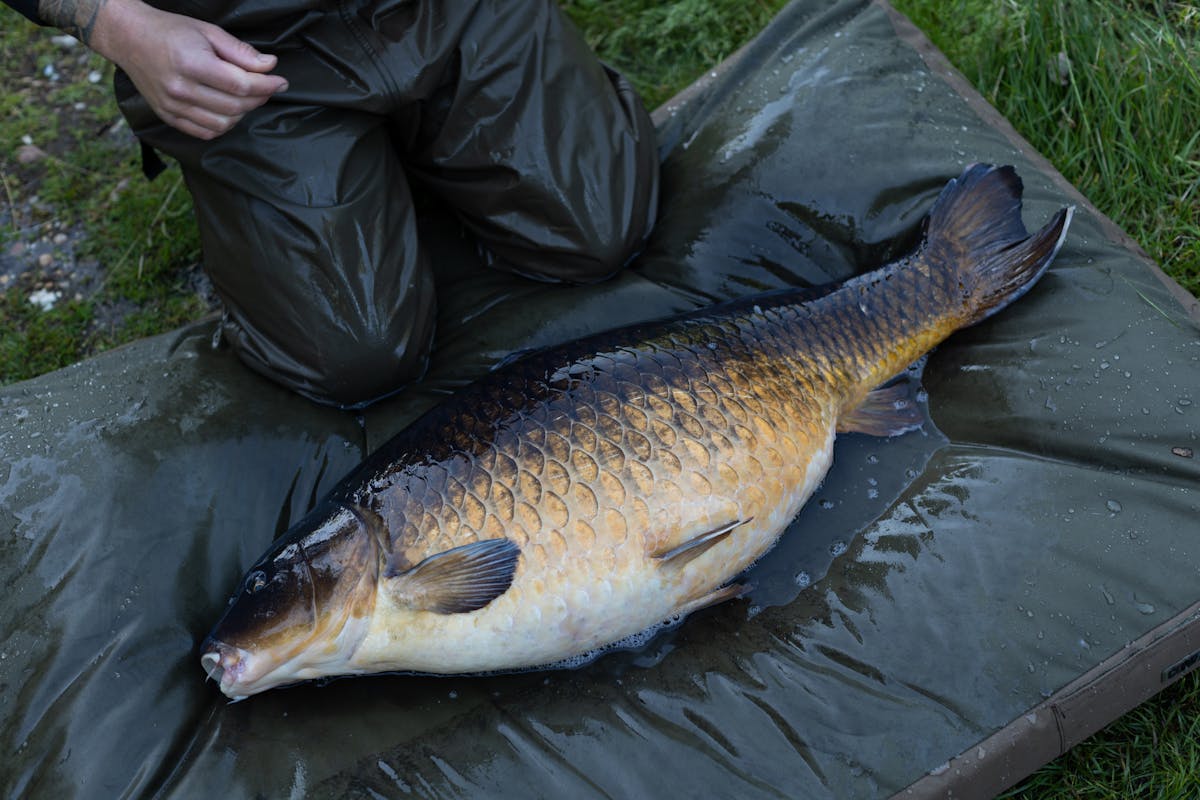 The Korda Compac Hybrid is an example of a mat that uses foam and polyballs to complement each other, and enhance the protection this mat offers to a carp
