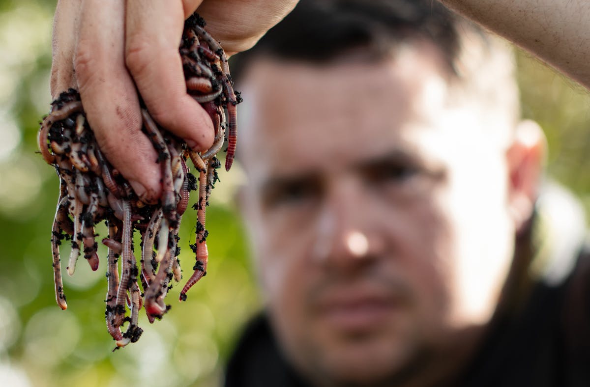 Natural baits can be incredibly effective for big carp and anglers such as Tom Maker use them with great success