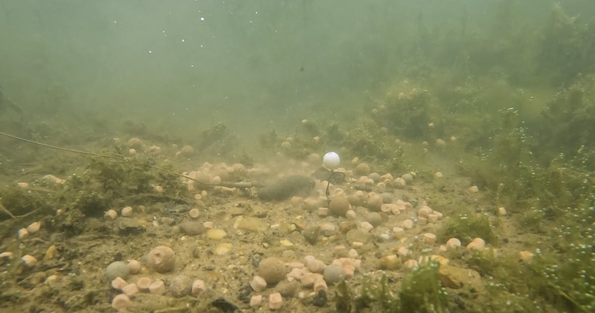 In some situations a pop-up can be far too obvious, especially later in the season when the carp have seen everything