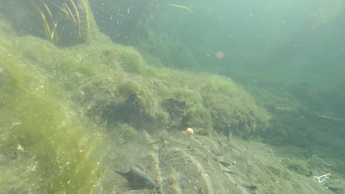 Clear spots can be hard to locate, and the easiest way is by casting around with a bare lead